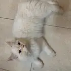 هملايا ذكر بصحه ممتازه