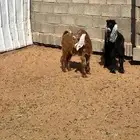 جفار دبح ولا مقنوط