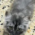 قطط شيرازي لون smoke للتبني في الرياض