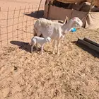 مزاد مزاد مزاد مطفل حريه