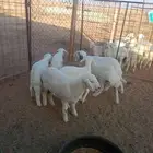 للبيع بهم العدد 6