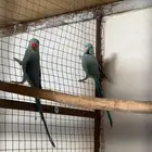 زوج دره هولندي