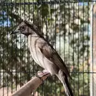 بلبل مغربي ( الوطواط ) من النوادر