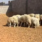 حريات حرش مشاريع ودفيع