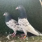 حمام باكستاني سيت والا