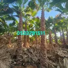 نخل واشنطني