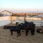 معزا مضاريع مع الفحل