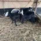 تيس وجفرتين عوارض صنف