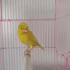 إناث كنارى منتجة وتلف العش