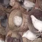 حمام فاخر صحته طيبه