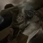 قطه ضايعه بحي الحزام الاخضر في الخبر