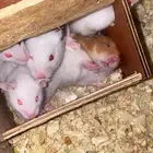 هامستر   عدد8