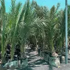 نحل من القصيم