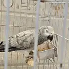 ببغاء كاسكو الليف ويطلع ع اليد