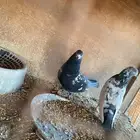 حمام بكستاني