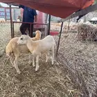 رخيل فاخره بلدي