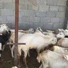 فحل بلدي فاخر