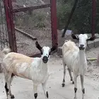 غنم للبيع 2مناتيج وحده بدون كلها 5اروس