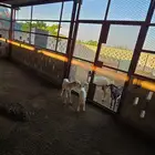 اثنين كباشه تربيه