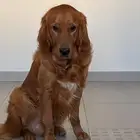 كلب جولدن ريتريفير 4 سنوات للتبني