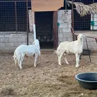 للبيع غنم حبص