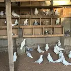 حمام قنادي للبيع