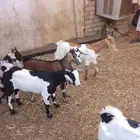 بهم تربيه العدد 14ذكران