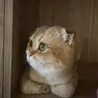 قط سكوتش ذكر دبل فولد