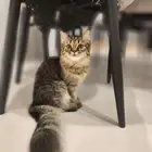 قطط شيرازي للتبني بدون مقابل