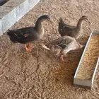 بط بري للبيع