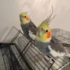 زوج طيور كروان نظيفه