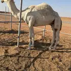 فعدان لقيان