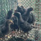 صوص دجاج امروك