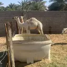 حشوان قعود وبكره