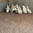 دجاج عمر شهرين ونص وبط بكيني بياض