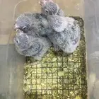 فروخ كنيور أناناس