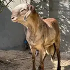 للبيع فحل سواكني