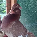 زواجل كارل ميولمز سباق