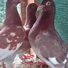 زواجل كارل ميولمز سباق