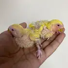 فروخ روز غر