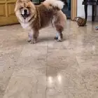 كلب تشاو تشاو للبيع