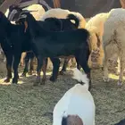 تيوس بلدي فل شحم ع الشرط بلديه