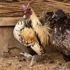 دجاج فصايل مختلفه باكستاني وحباحب كوبرا عربي وبلدي جامبو