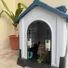 ارنب هولند لوب بني وابيض مع بيته (ينبع)