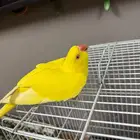 انثى دره لاتينو