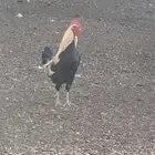 للبيع ديكين شوكي وفري ظهران الجنوب