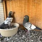 حمام باكستاني