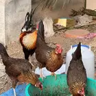 بيض دجاج فري وشوكي للبيع