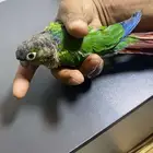 كنيور للبيع