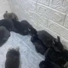 ارانب قزمية هولندية نذرلاند